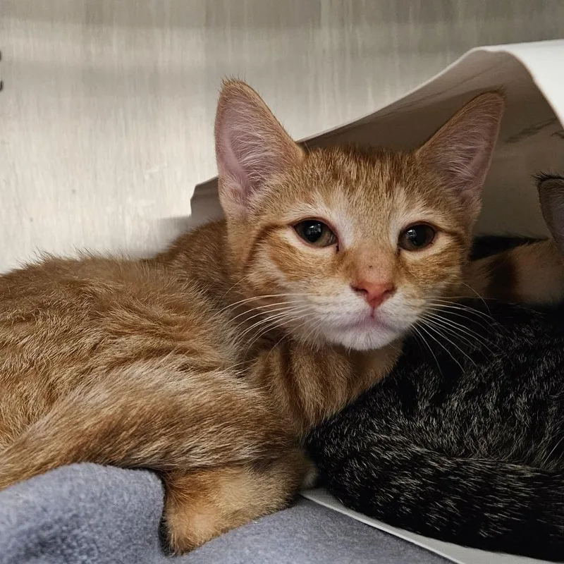 A baby small-sized male Orange / Red Domestic Short Hair cat named Sweet for adoption in Oneonta, NY