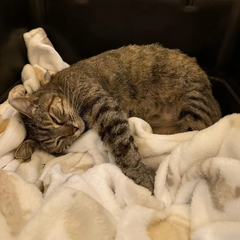 Butterball thumbnail 3