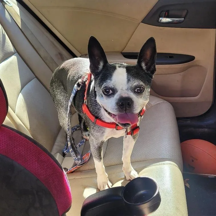 A senior small-sized male Black Boston Terrier dog named Austin in MO for adoption in Elkhorn, NE