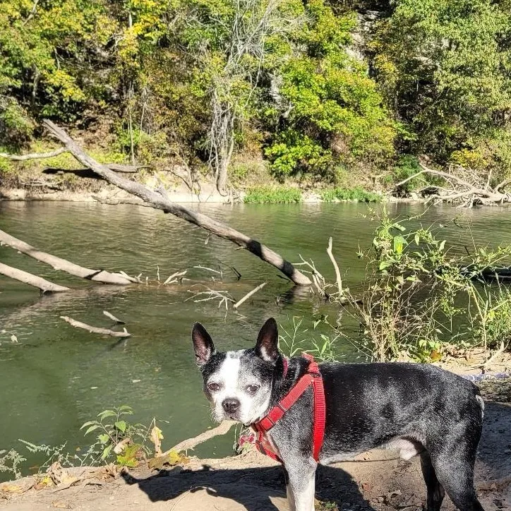 Austin in MO thumbnail 6