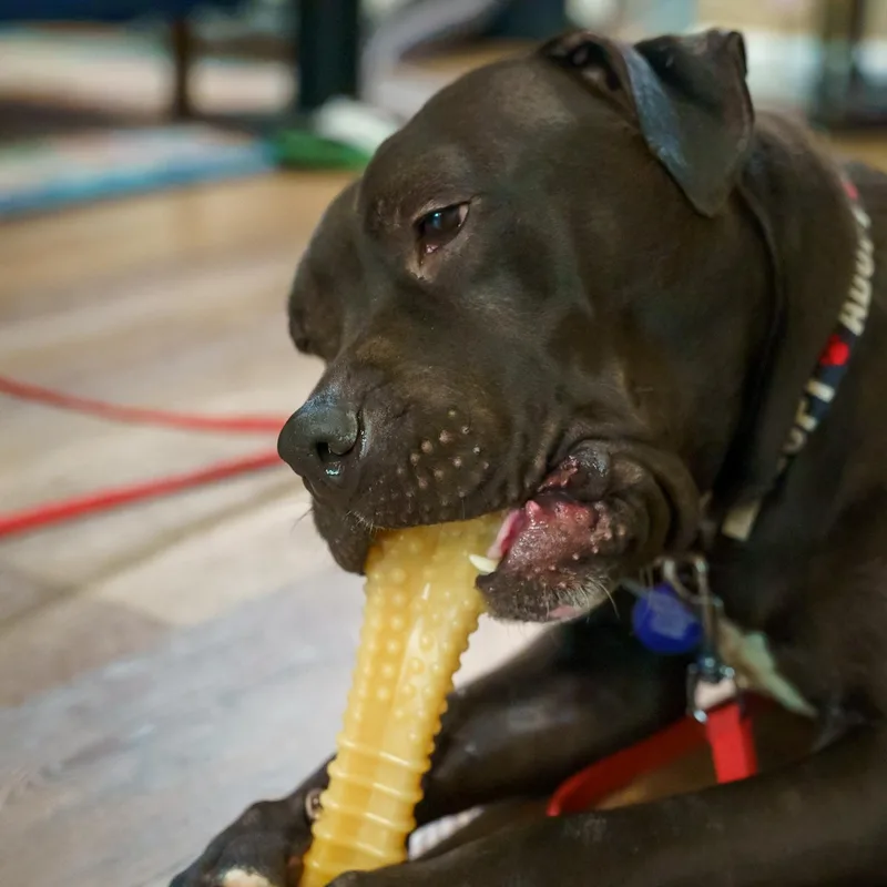 An adult large-sized female Pit Bull Terrier dog named Sheba for adoption in Roswell, GA