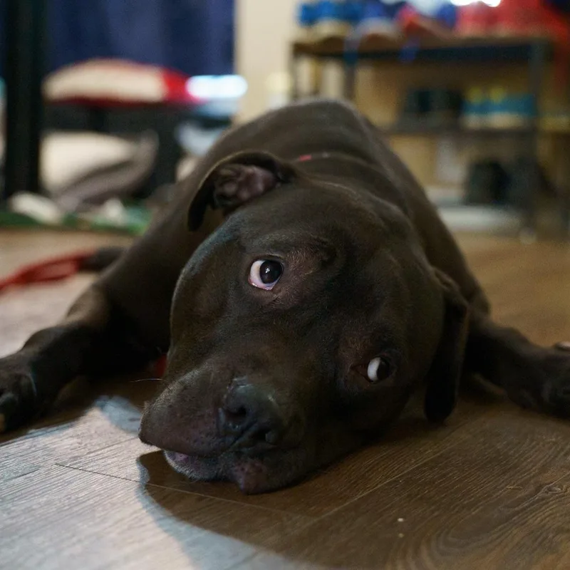 Sheba thumbnail 3