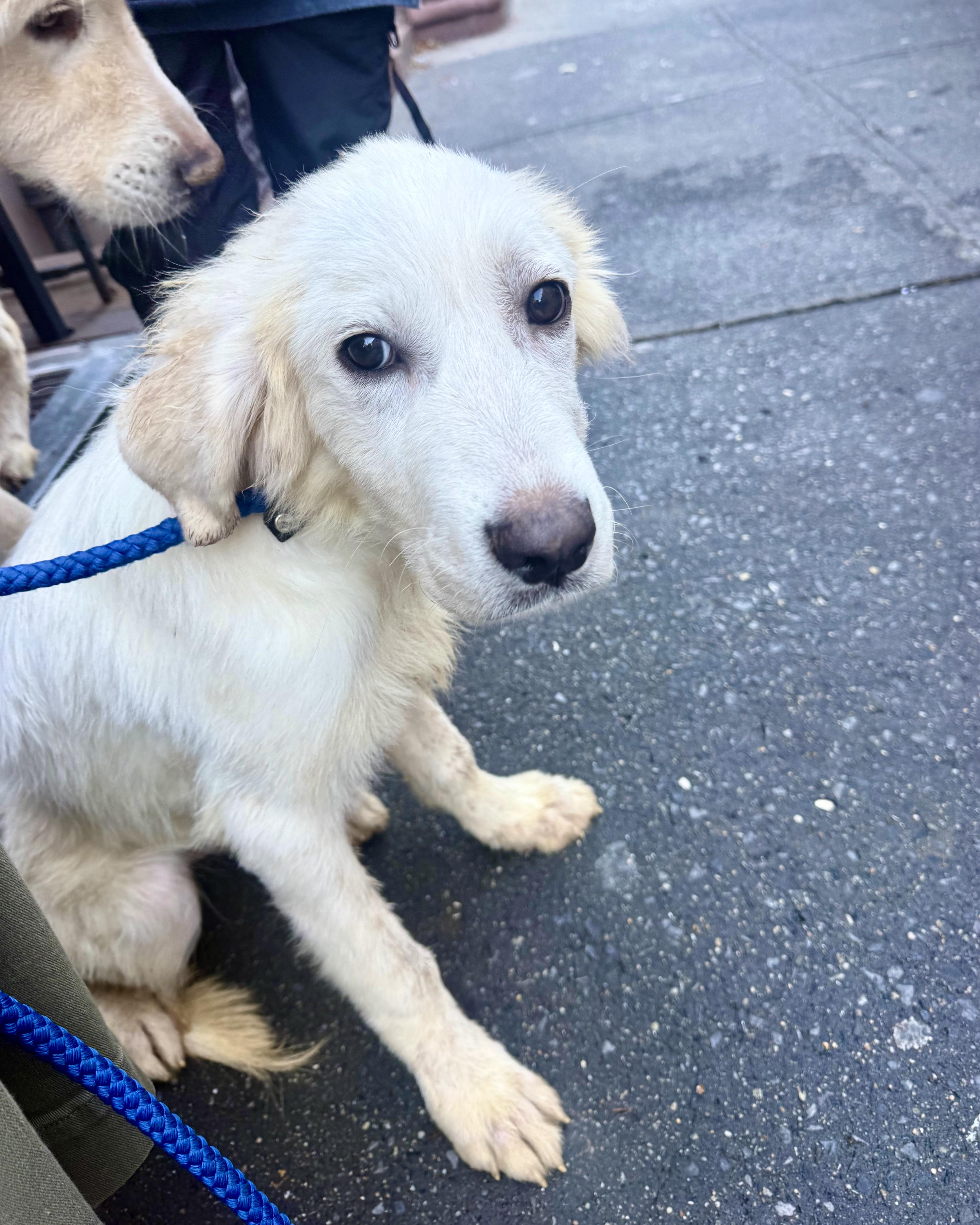 A baby large-sized male White / Cream Great Pyrenees dog named Psychic for adoption in New York, NY