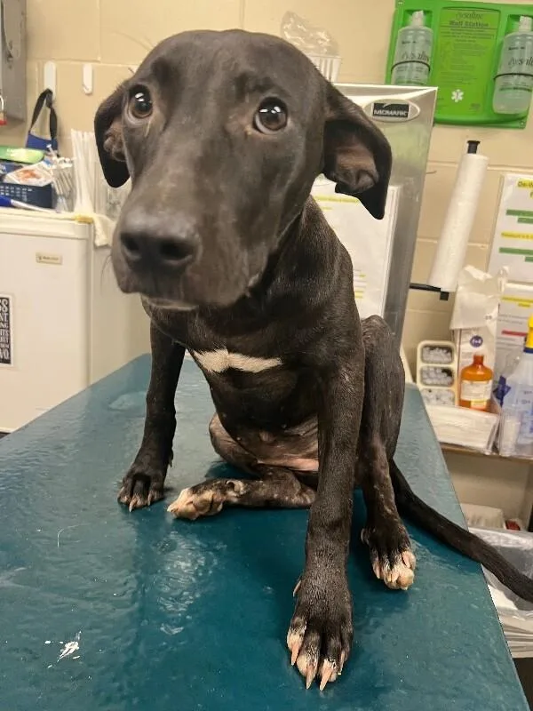 An adult medium-sized female Black Mixed Breed dog named Sunny for adoption in Mobile, AL