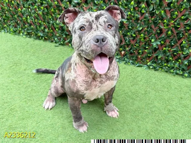 A young medium-sized male Mixed Breed dog named Stubble for adoption in West Palm Beach, FL