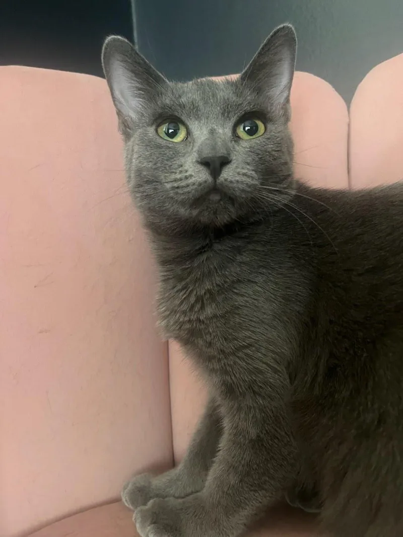 A young medium-sized female Russian Blue cat named Jagger for adoption in Los Angeles, CA
