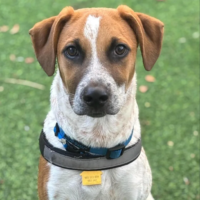 Kramer Rico thumbnail 2