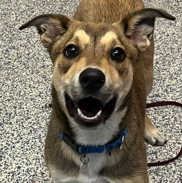 A young medium-sized female Shepherd dog named Cali for adoption in Golden, CO