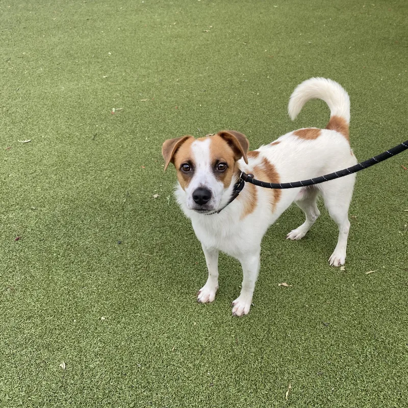 An adult medium-sized male Jack Russell Terrier dog named Swiss for adoption in New Bedford, MA