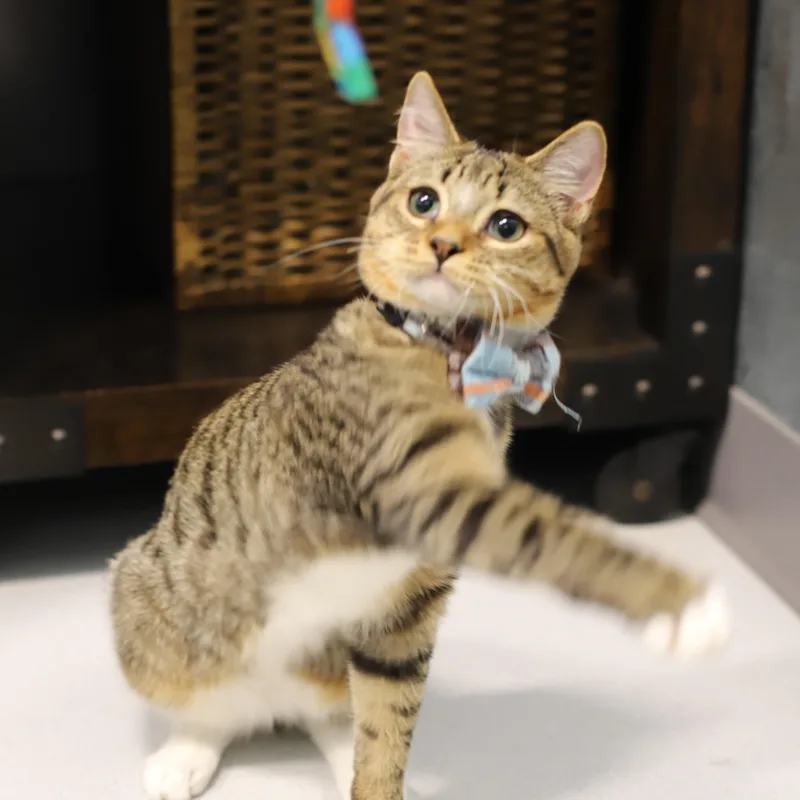 A young small-sized male Tabby (Brown / Chocolate) Domestic Short Hair cat named Sniff for adoption in Endicott, NY