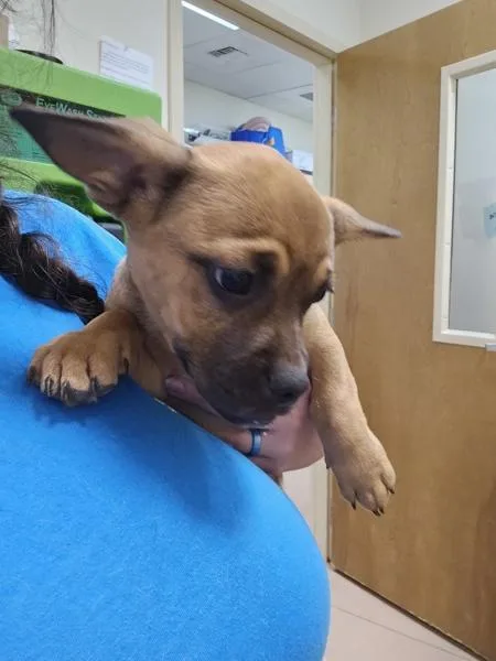 A baby small-sized male French Bulldog dog named Carl for adoption in Kennewick, WA