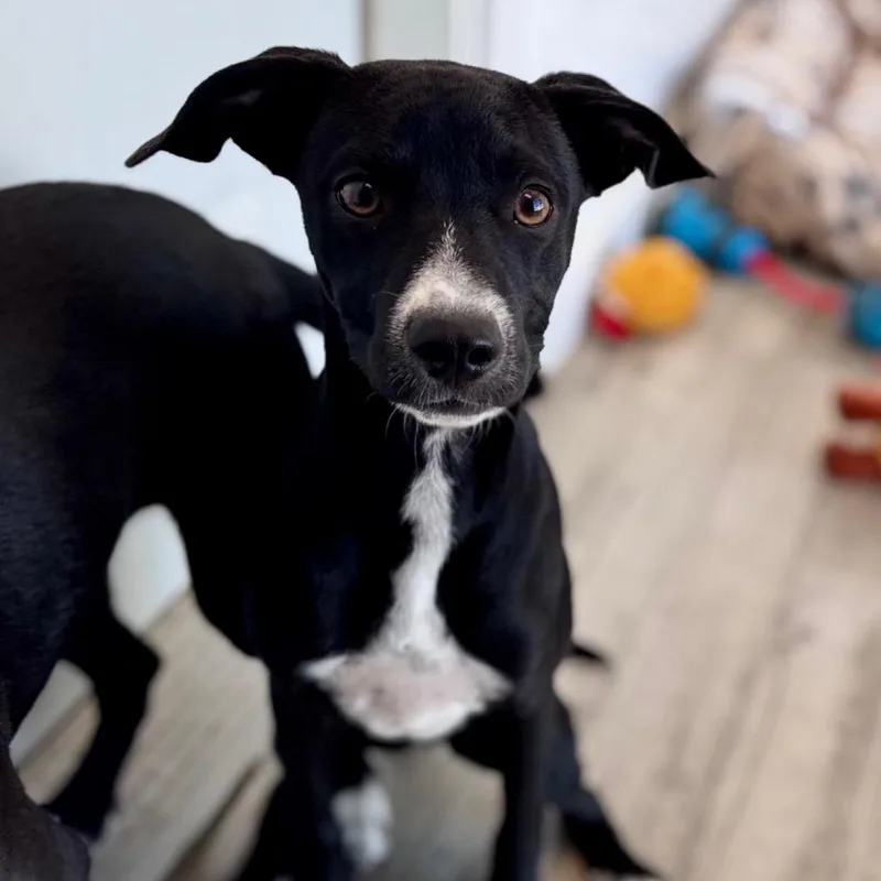 A young medium-sized female Black Terrier dog named Tessa for adoption in Green Bay, WI