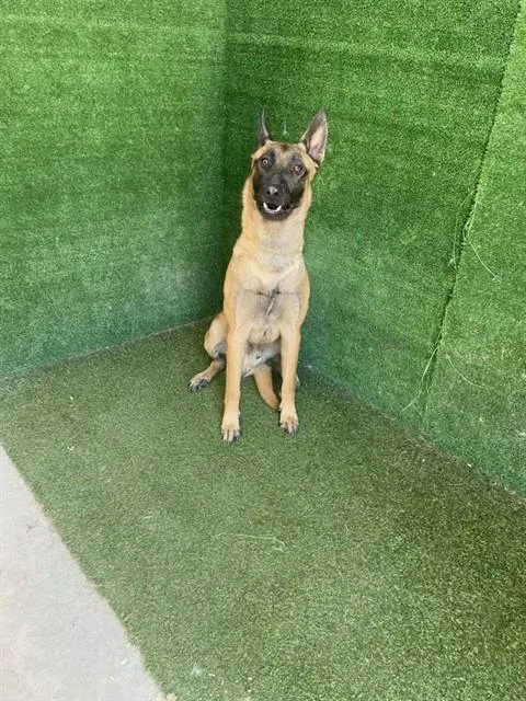 A young large-sized male German Shepherd Dog dog named Benji for adoption in Lancaster, CA