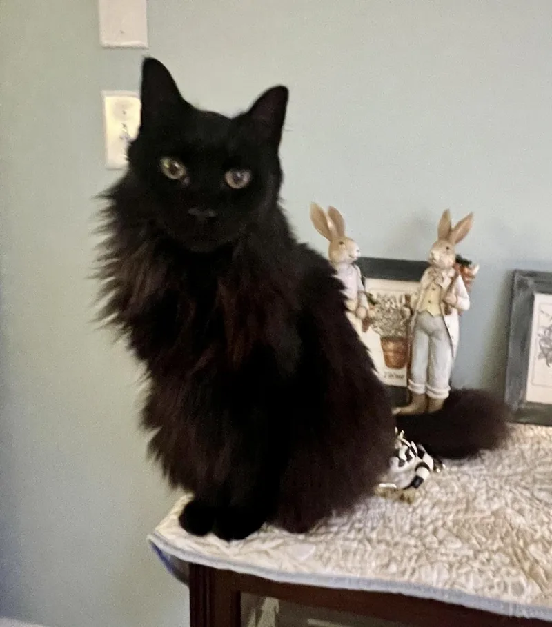 An adult medium-sized male Black Domestic Long Hair cat named Bill for adoption in BLACK MOUNTAIN, NC
