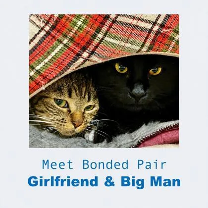 A young medium-sized female Domestic Short Hair cat named Girlfriend for adoption in Burlington, WA