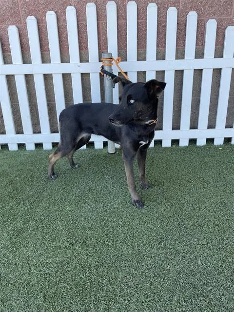A young medium-sized female Border Collie dog named Unique for adoption in Modesto, CA