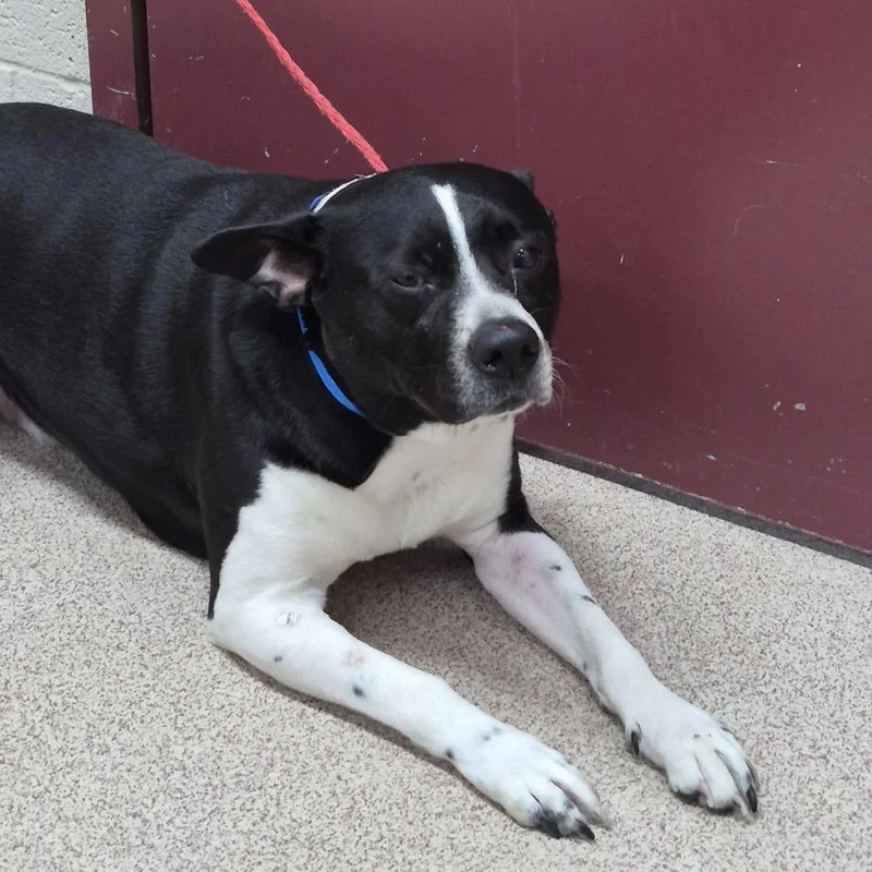 An adult medium-sized male Black Mixed Breed dog named Pac Man for adoption in Ardmore, OK