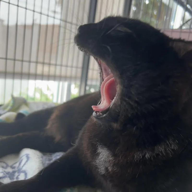 An adult medium-sized female Black Domestic Short Hair cat named Bo Peep for adoption in St. Louis, MO