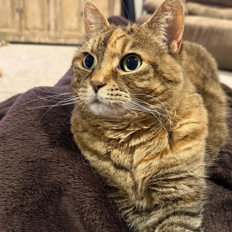 A senior small-sized female Calico Domestic Short Hair cat named Izzy for adoption in Melbourne, KY