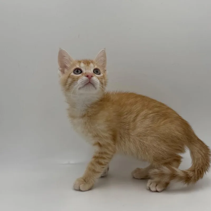 A baby medium-sized male Domestic Medium Hair cat named Orion for adoption in State College, PA
