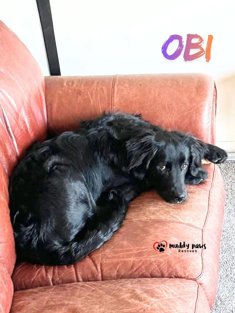 Obi FKA Donner:
