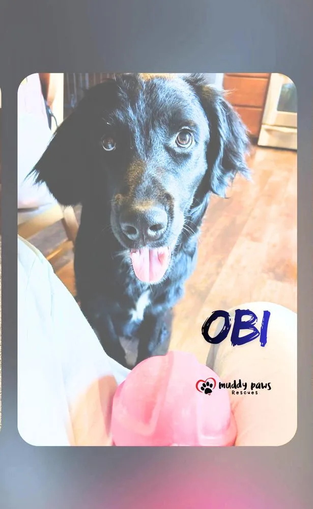 Obi FKA Donner:  thumbnail 2