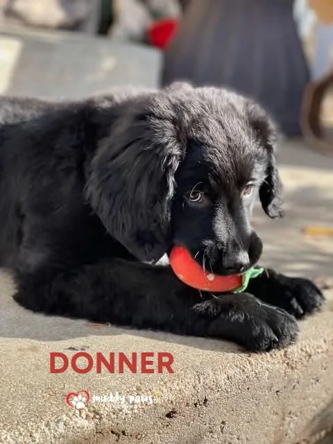 Obi FKA Donner:  thumbnail 3