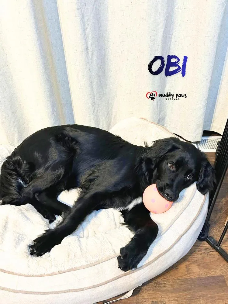 Obi FKA Donner:  thumbnail 5