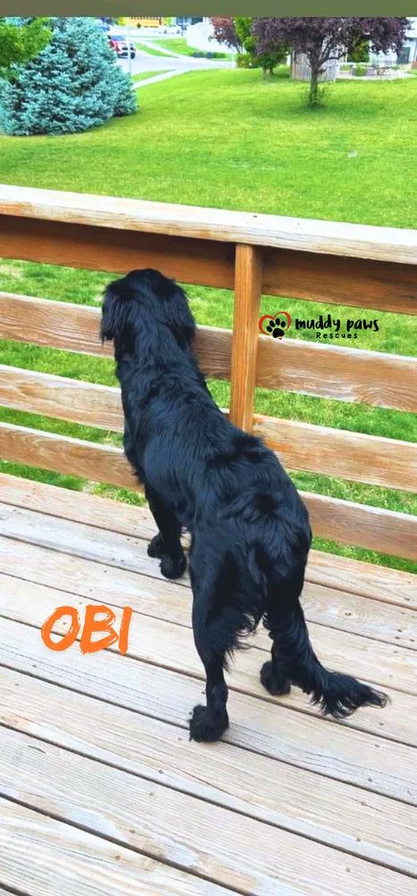 Obi FKA Donner:  thumbnail 6