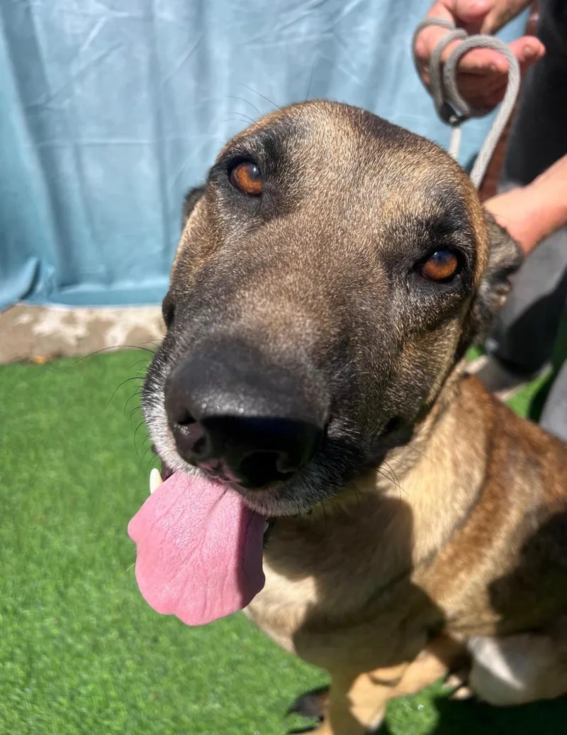 An adult large-sized male Brown / Chocolate German Shepherd Dog dog named Big Boy A.k.a. for adoption in Houston, TX