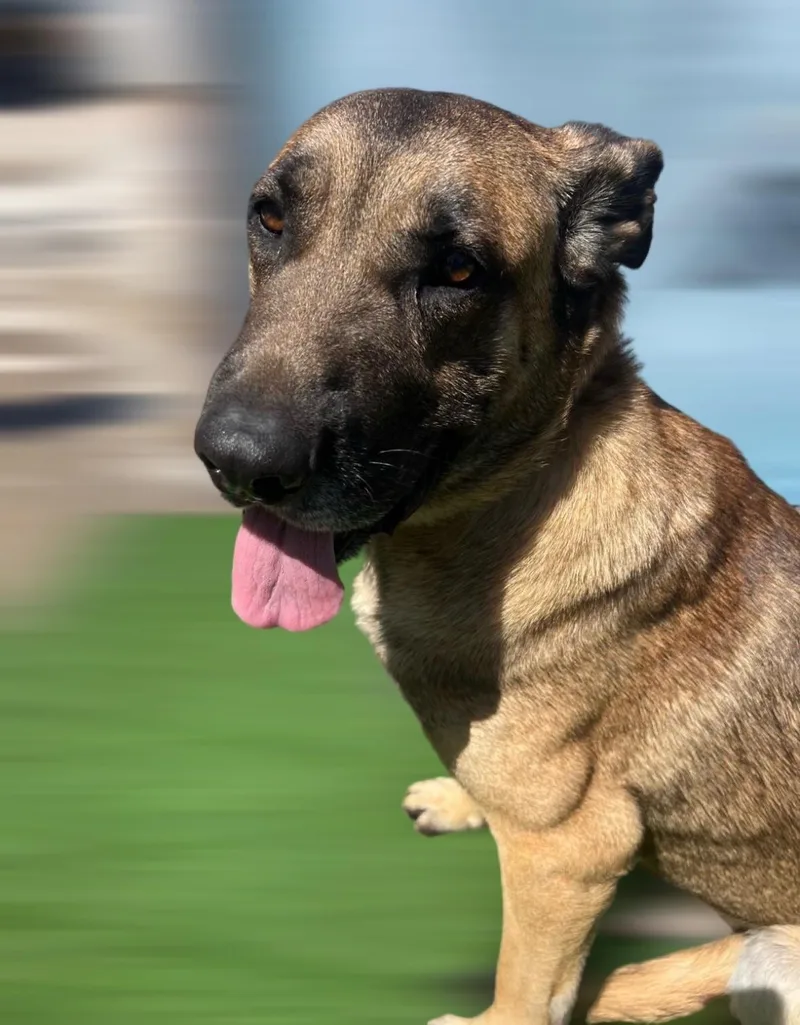 Big Boy  A.k.a. thumbnail 2