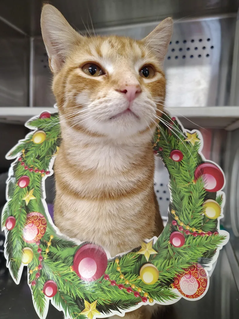 An adult medium-sized male Orange / Red Domestic Short Hair cat named Bacon for adoption in Mount Pleasant, TX