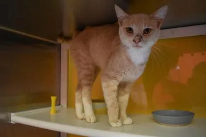 An adult medium-sized male Domestic Short Hair cat named Lyle for adoption in Kansas City, MO
