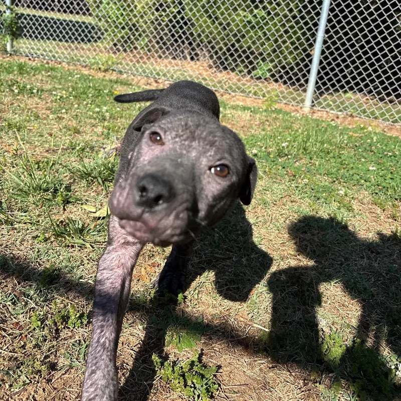 A baby small-sized female Black Labrador Retriever dog named Blueberry for adoption in Roxboro, NC
