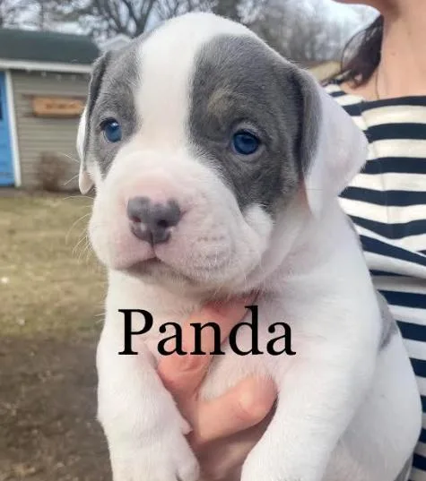 A baby large-sized male American Bulldog dog named Panda for adoption in Brooklyn Center, MN