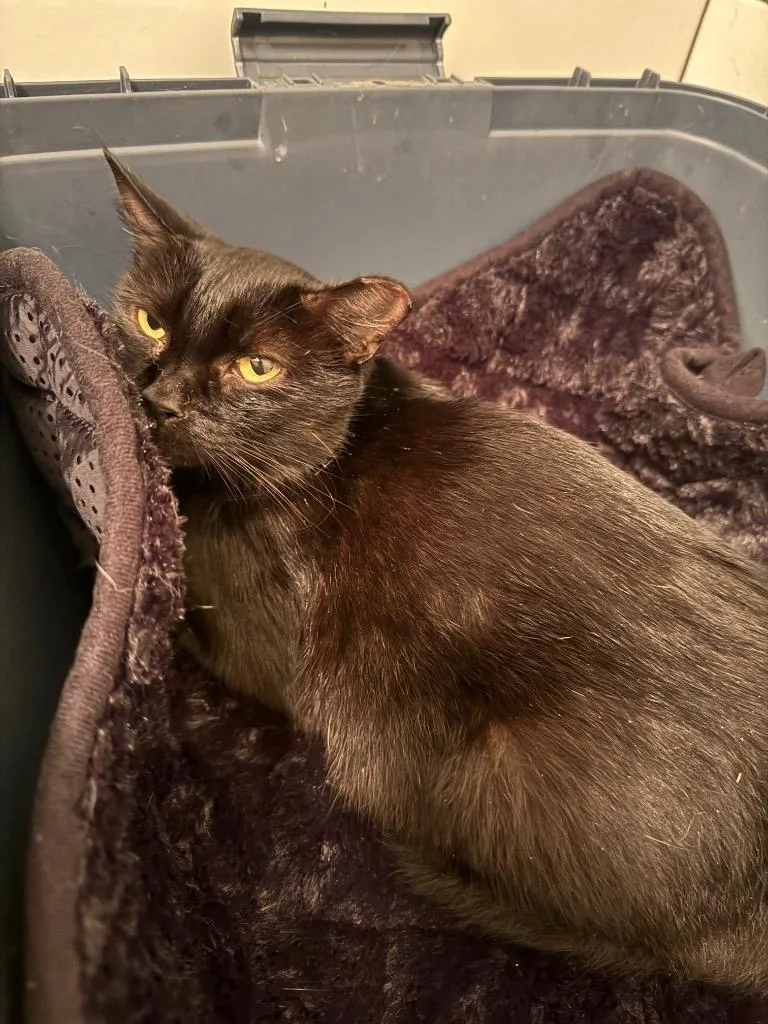 A young medium-sized female Domestic Short Hair cat named Sabrina for adoption in Augusta, GA