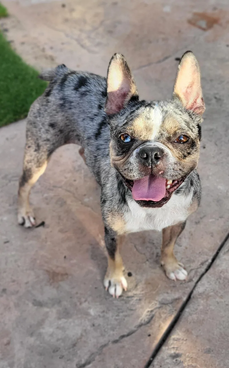 An adult small-sized female French Bulldog dog named Chanel for adoption in modesto, CA