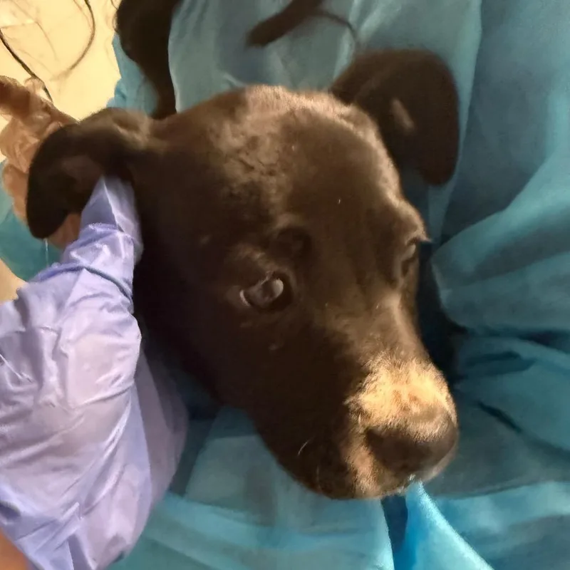 A baby small-sized female Black Mixed Breed dog named Bean for adoption in Charleston, WV
