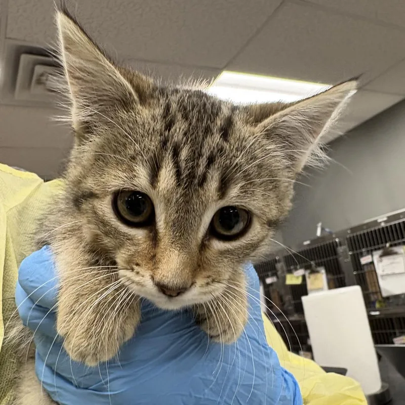A baby small-sized female Brown / Chocolate Domestic Short Hair cat named Wisteria for adoption in Salt Lake City, UT