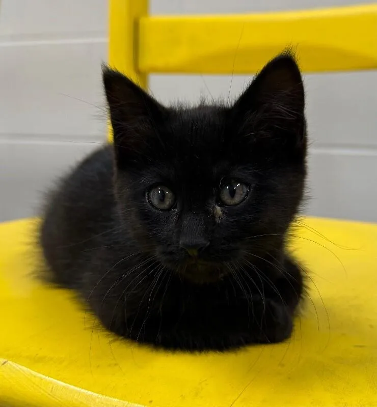 A young small-sized male Domestic Short Hair cat named Texas for adoption in Yankton, SD