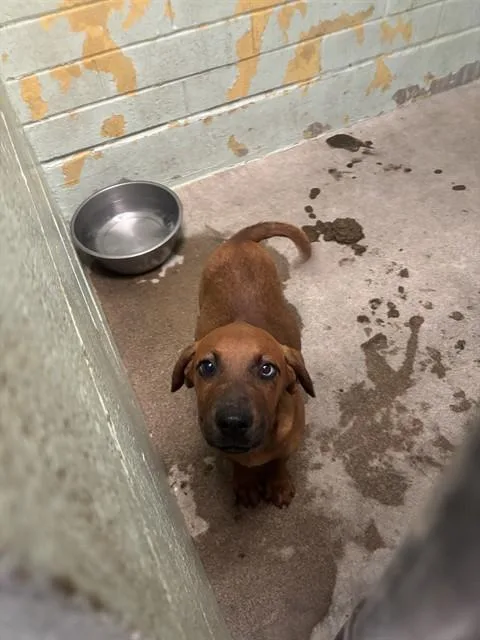 A baby small-sized male Rhodesian Ridgeback dog named Marlin for adoption in Stockton, CA