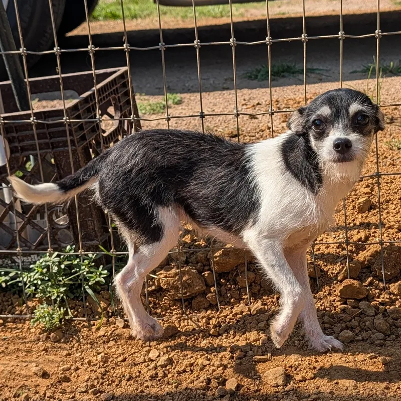 A baby small-sized female Black Chihuahua dog named Lil Sis for adoption in Tishomingo, OK