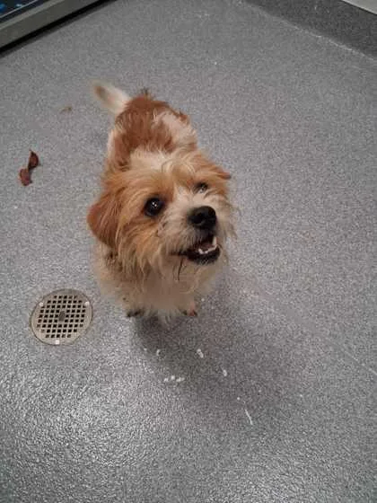 An adult small-sized male Mixed Breed dog named Inni Mini for adoption in Sevierville, TN