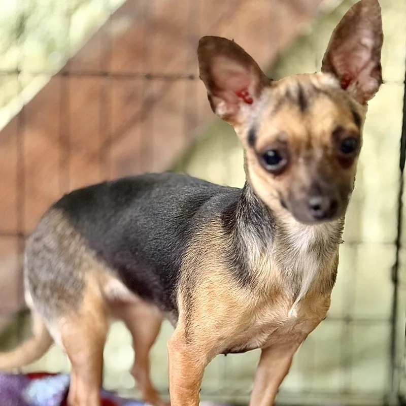 An adult small-sized female Black Chihuahua dog named Tinker for adoption in Hinsdale, IL