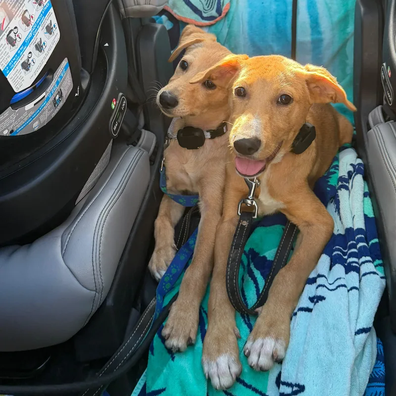 A baby large-sized male Apricot / Beige Labrador Retriever dog named Anderson for adoption in Baldwin, MD