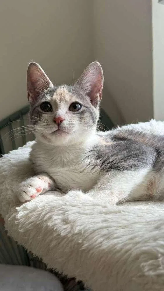 A baby small-sized female Domestic Short Hair cat named Sage for adoption in Hudson, NH