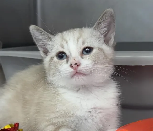 A baby small-sized female Domestic Short Hair cat named Butter for adoption in Palo Alto, CA
