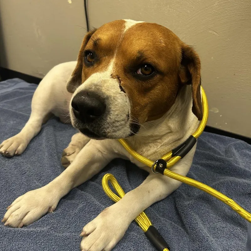 Rodeo Randy thumbnail 2