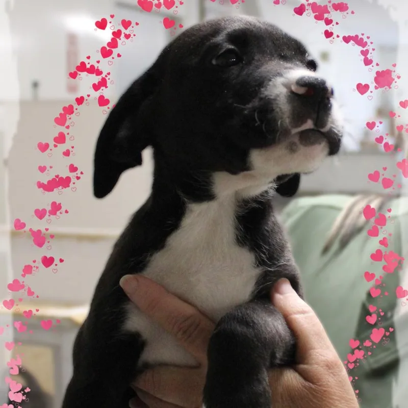A baby medium-sized male Black Mixed Breed dog named Gabe for adoption in Amelia, OH