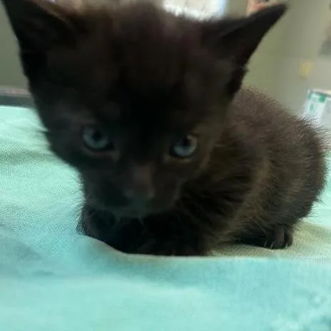 A baby small-sized male Black Domestic Short Hair cat named Blink for adoption in Tacoma, WA